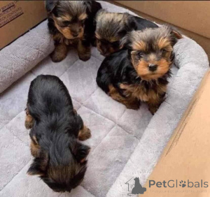 Photo №1. yorkshire terrier - à vendre en ville de Alba-julia | négocié | Annonce №160027
