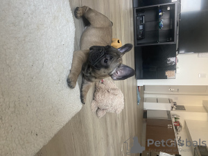 Photo №4. Je vais vendre bouledogue en ville de New york. annonce privée - prix - 1923€