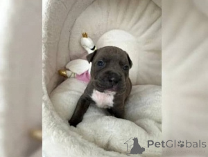 Photo №1. american pit bull terrier - à vendre en ville de Überlingen | négocié | Annonce №160826