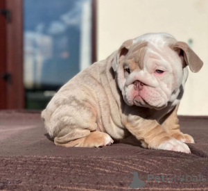 Photo №2 de l'annonce № 168255 de la vente bulldog anglais - acheter à Danemark annonce privée