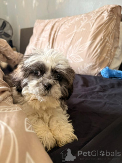 Photo №4. Je vais vendre shih tzu en ville de Herdwangen-Schönach.  - prix - 580€