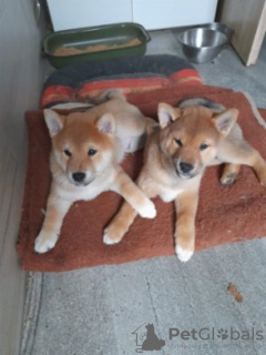 Photo №1. shiba - à vendre en ville de Leipzig | Gratuit | Annonce №98243