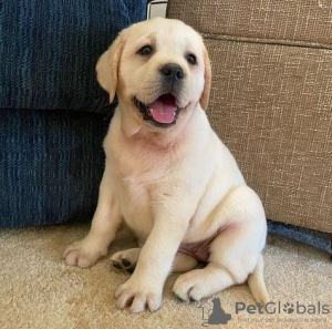 Photo №3. CHIOT LABRADOR GOLDEN RETRIEVER. France