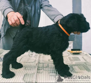 Photo №1. schnauzer géant - à vendre en ville de Belgrade | négocié | Annonce №125763