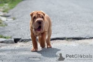 Photo №2 de l'annonce № 12626 de la vente shar pei - acheter à La finlande éleveur