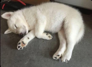 Photo №3. Quelqu'un recherche-t-il une femelle husky blanche à sauver et à adopter ?. Norvège