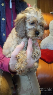 Photo №1. cocker américain - à vendre en ville de Bochum | 400€ | Annonce №149066