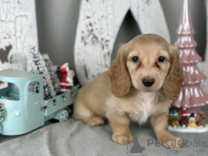 Photo №3. Teckels entraînés à la propreté. USA