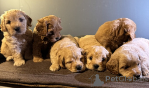 Photo №2 de l'annonce № 132765 de la vente maltipu - acheter à Allemagne annonce privée