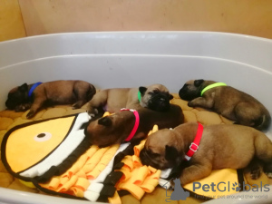Photo №2 de l'annonce № 52530 de la vente bullmastiff - acheter à Fédération de Russie éleveur