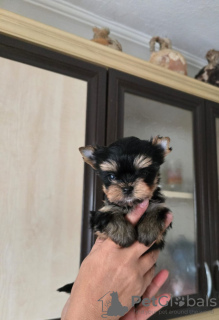 Photo №4. Je vais vendre yorkshire terrier en ville de Балыкесир. annonce privée - prix - 473€