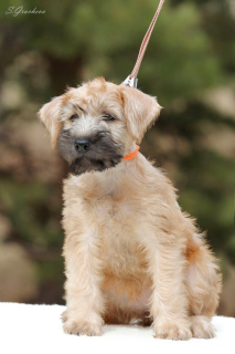 Photos supplémentaires: Chiots Wheaten Terrier irlandais à poil doux.