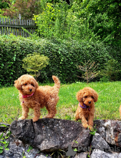 Photo №1. caniche (jouet) - à vendre en ville de ESENS | 1000€ | Annonce №161542