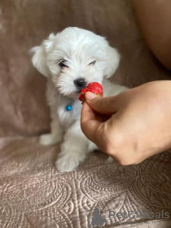 Photo №1. bichon maltais - à vendre en ville de Bar | 380€ | Annonce №158901