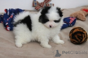 Photo №1. spitz nain - à vendre en ville de Berne | 500€ | Annonce №155207