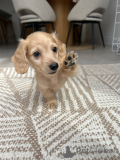 Photo №2 de l'annonce № 139150 de la vente teckel - acheter à Allemagne éleveur