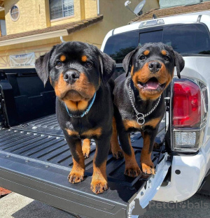 Photo №3. Les chiots rottweiler disponibles Business WhatsApp 37256062792. Belgique