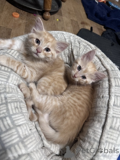 Photo №2 de l'annonce № 148698 de la vente maine coon - acheter à USA 