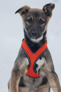 Photos supplémentaires: Les chiots Zoya et Anfisa veulent trouver un foyer et une famille aimante !