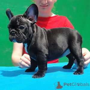 Photo №1. bouledogue - à vendre en ville de Berlin | négocié | Annonce №178099