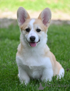 Photo №4. Je vais vendre welsh corgi en ville de Belgrade.  - prix - négocié