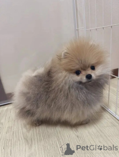 Photo №2 de l'annonce № 162797 de la vente  - acheter à Belgique annonce privée