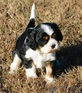 Photo №2 de l'annonce № 165241 de la vente cavalier king charles spaniel - acheter à Belgique annonce privée, éleveur