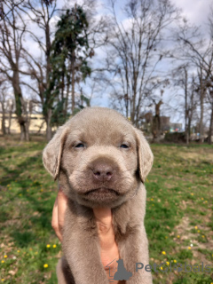 Photo №4. Je vais vendre labradoodle en ville de Belgrade.  - prix - négocié