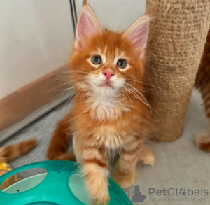 Photo №3. De mignons et adorables chatons Maine coon en bonne santé sont maintenant. Suisse