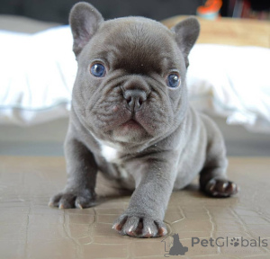 Photo №1. bouledogue - à vendre en ville de West Vancouver | 350€ | Annonce №138021