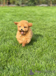 Photo №3. Adorable caniche de jouets féminins de 11 semaines prêts pour une maison aimante. La Grande-Bretagne