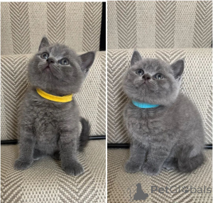 Photo №1. british shorthair - à vendre en ville de Brandburg | négocié | Annonce № 168607