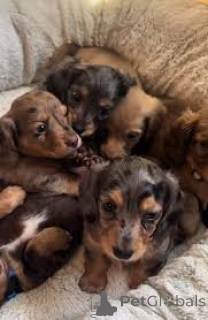 Photo №1. teckel - à vendre en ville de Lisbonne | 700€ | Annonce №165954