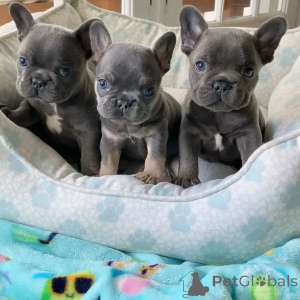 Photo №2 de l'annonce № 170450 de la vente bouledogue - acheter à Allemagne 