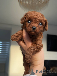 Photo №1. chien bâtard - à vendre en ville de Berlin | négocié | Annonce №159230