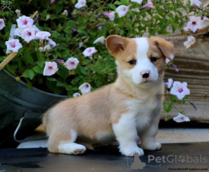 Photo №1. welsh corgi - à vendre en ville de Tel Aviv | 473€ | Annonce №105683