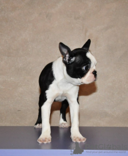 Photos supplémentaires: Chiots boston terrier à vendre