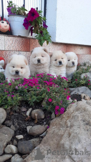 Photo №2 de l'annonce № 125054 de la vente chow-chow - acheter à Serbie 