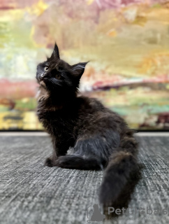 Photo №1. maine coon - à vendre en ville de Varsovie | 800€ | Annonce № 126643