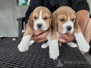 Photo №2 de l'annonce № 100259 de la vente beagle - acheter à Pologne annonce privée, de la fourrière, de l'abri, éleveur