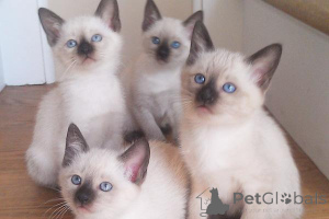 Photo №1. siamois - à vendre en ville de Seinäjoki | 350€ | Annonce № 140902