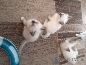 Photo №4. Je vais vendre ragdoll en ville de Lègstrup. annonce privée, éleveur - prix - 750€