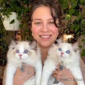 Photo №2 de l'annonce № 161609 de la vente ragdoll - acheter à Belgique annonce privée, éleveur