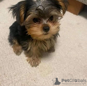 Photo №1. yorkshire terrier - à vendre en ville de Sundsvall | 380€ | Annonce №125802