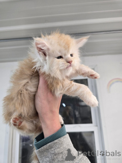 Photo №3. Adorable chaton Mainecoon. Allemagne