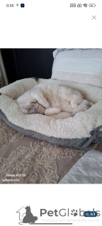 Photo №2 de l'annonce № 151982 de la vente british shorthair - acheter à France 