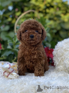 Photo №1. caniche (jouet) - à vendre en ville de Berlin | négocié | Annonce №155842