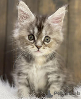 Photo №2 de l'annonce № 161713 de la vente maine coon - acheter à USA éleveur