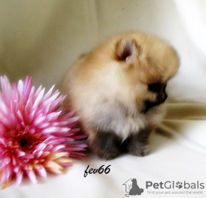 Photo №4. Je vais vendre spitz nain en ville de Москва. éleveur - prix - 436€