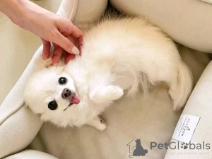 Photo №2 de l'annonce № 138051 de la vente chihuahua - acheter à Espagne éleveur